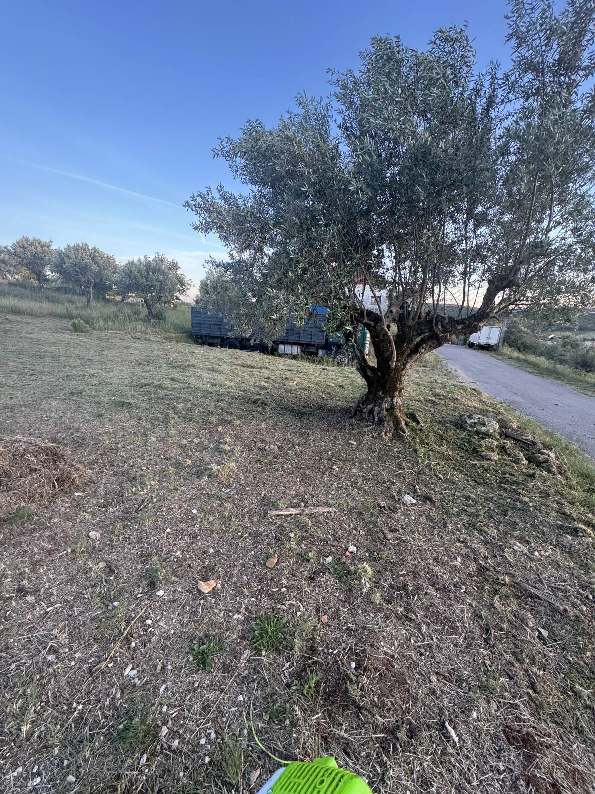 TN Roçagens Neves - Ferreira do Zêzere - Plantação de Árvores