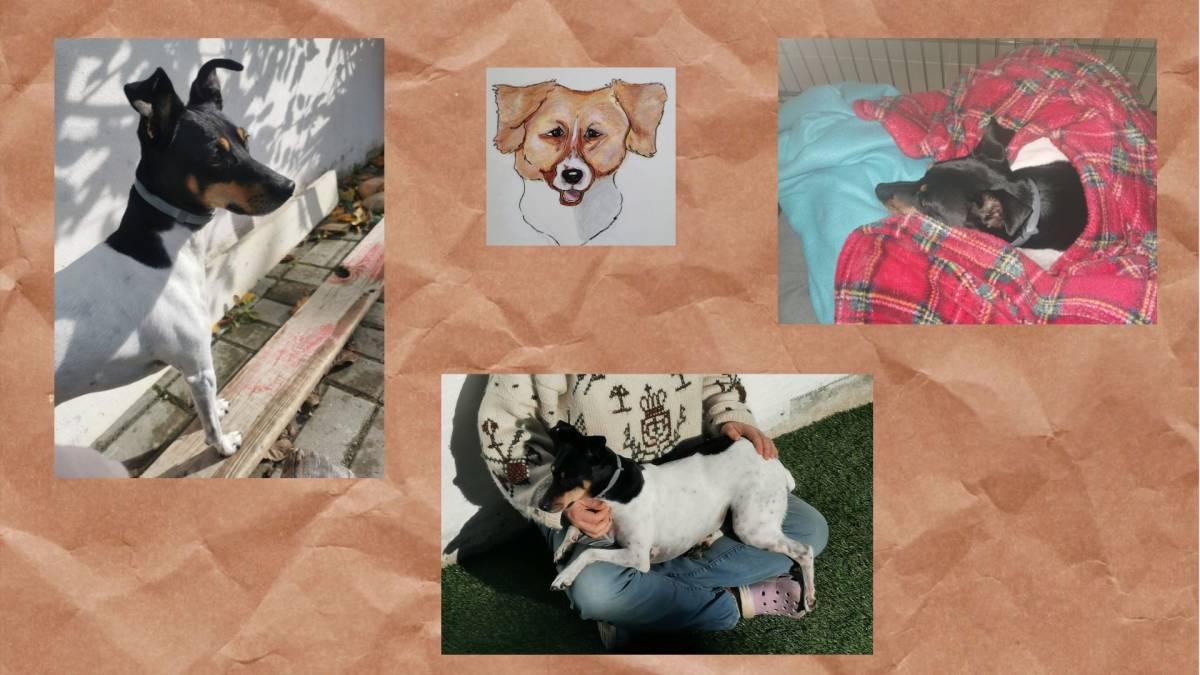 O Paxá - Vila Franca de Xira - Pet Sitting and Walking