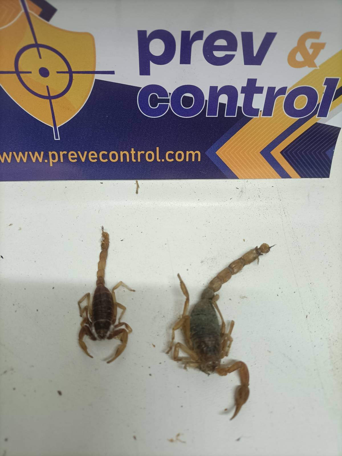 Prev&Control,lda - Santarém - Controlo de Pragas
