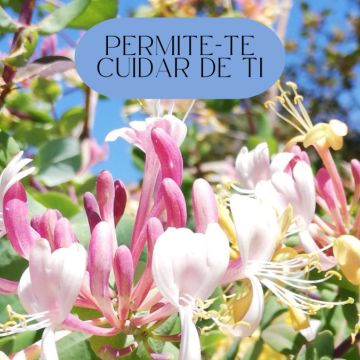 Carmen Jacira - Lisboa - Astrology Reading