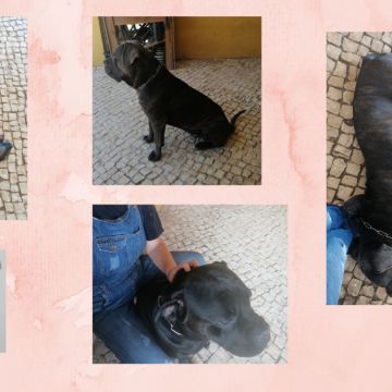 O Paxá - Vila Franca de Xira - Pet Sitting