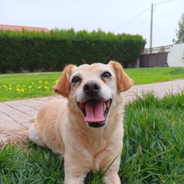 Cuido do seus Animais! 🥰 - Torres Vedras - Dog Walking