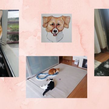 O Paxá - Vila Franca de Xira - Pet Sitting and Walking
