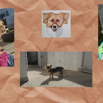 O Paxá - Vila Franca de Xira - Pet Care and Grooming