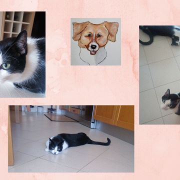 O Paxá - Vila Franca de Xira - Pet Sitting