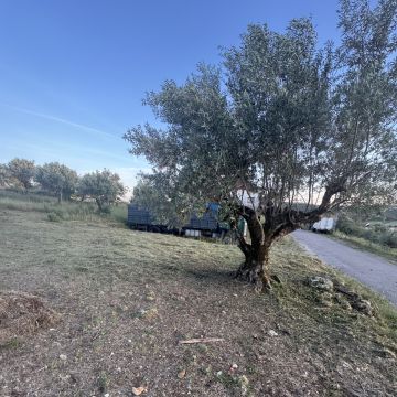 TN Roçagens Neves - Ferreira do Zêzere - Plantação de Árvores