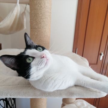 O Paxá - Vila Franca de Xira - Cat Sitting
