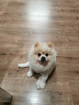 Hotel para Cães