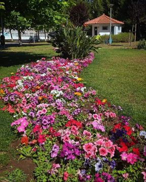 Operador de Jardinagem - Maia - Poda e Manutenção de Árvores