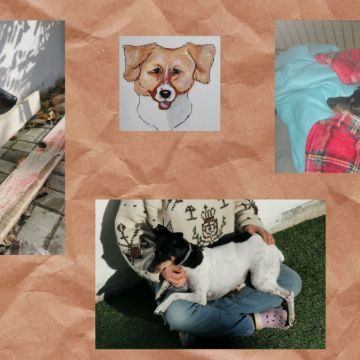 O Paxá - Vila Franca de Xira - Pet Sitting and Walking