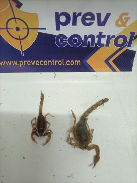 Prev&Control,lda - Santarém - Controlo de Pragas