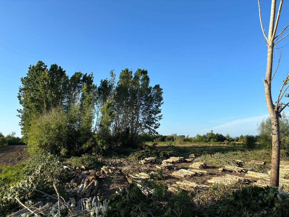 Forestwood - Montemor-o-Velho - Jardinería