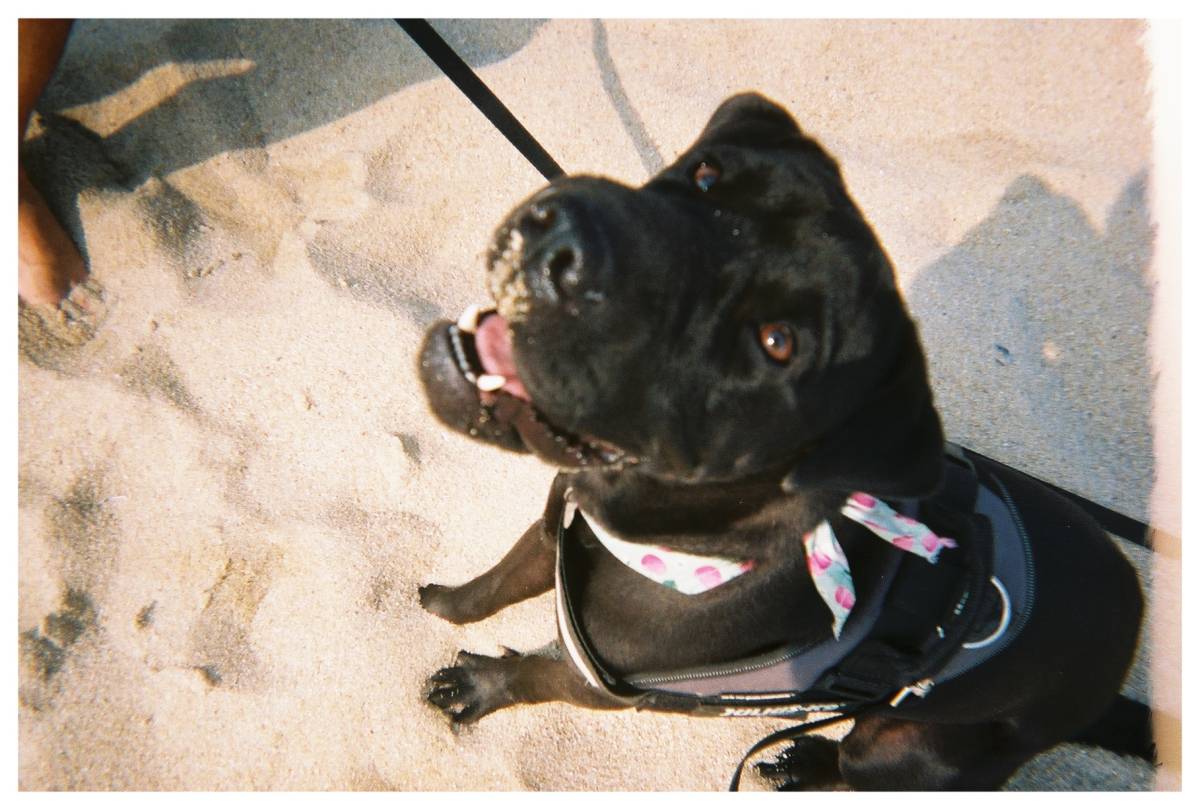Adriana Carneiro - Guimarães - Hundeausführung