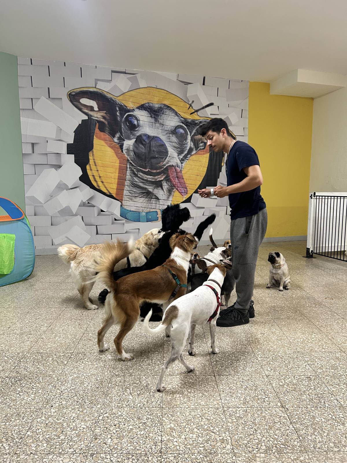 João Francisco - Lisboa - Treino Animal e Modificação Comportamental (Não-canino)