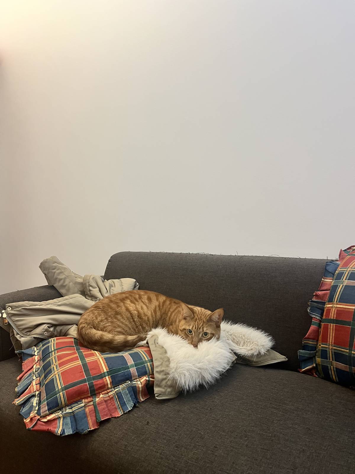 Beatriz Marques - Alcochete - Katzensitter