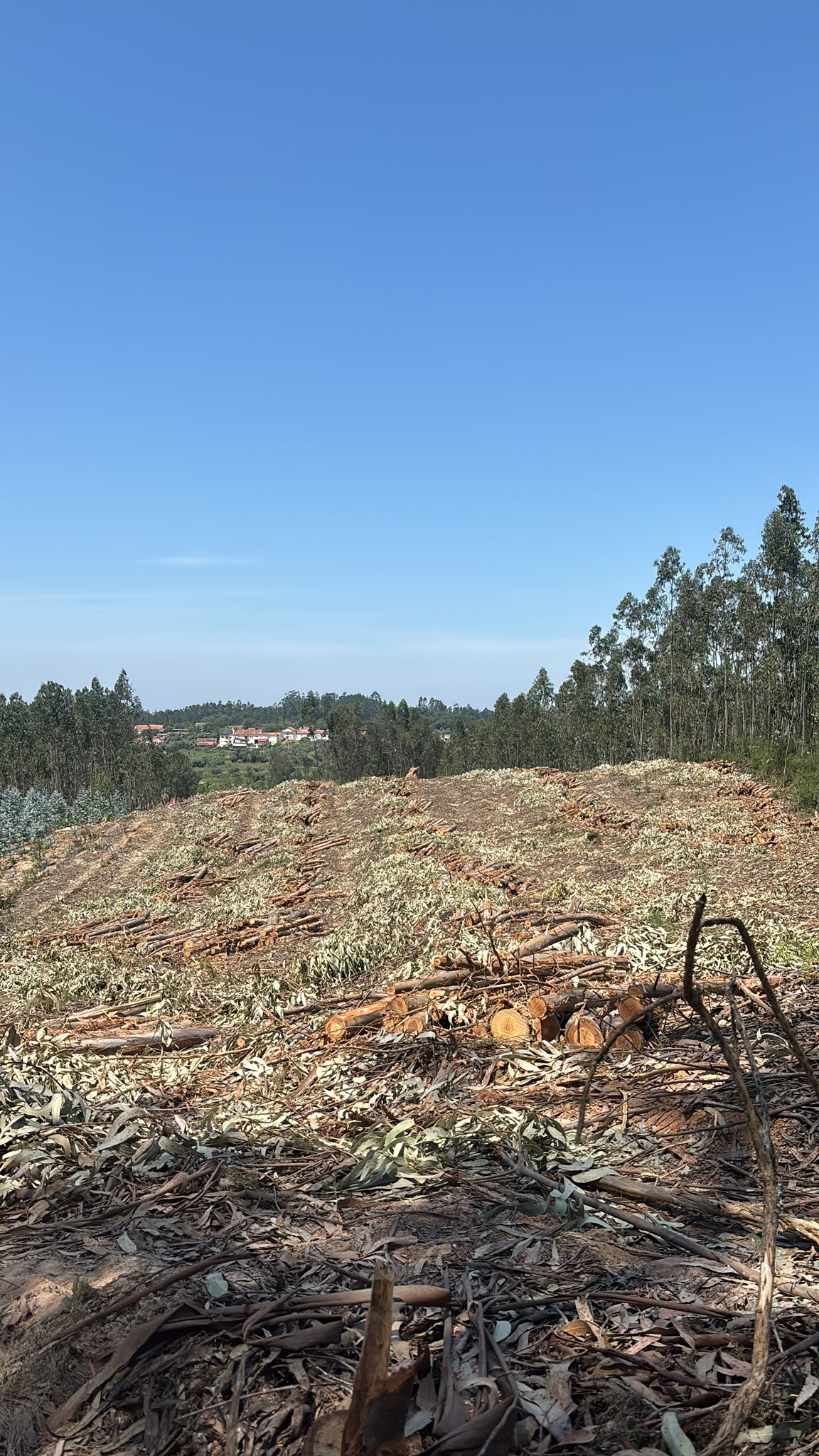 Forestwood - Montemor-o-Velho - Deshierbo