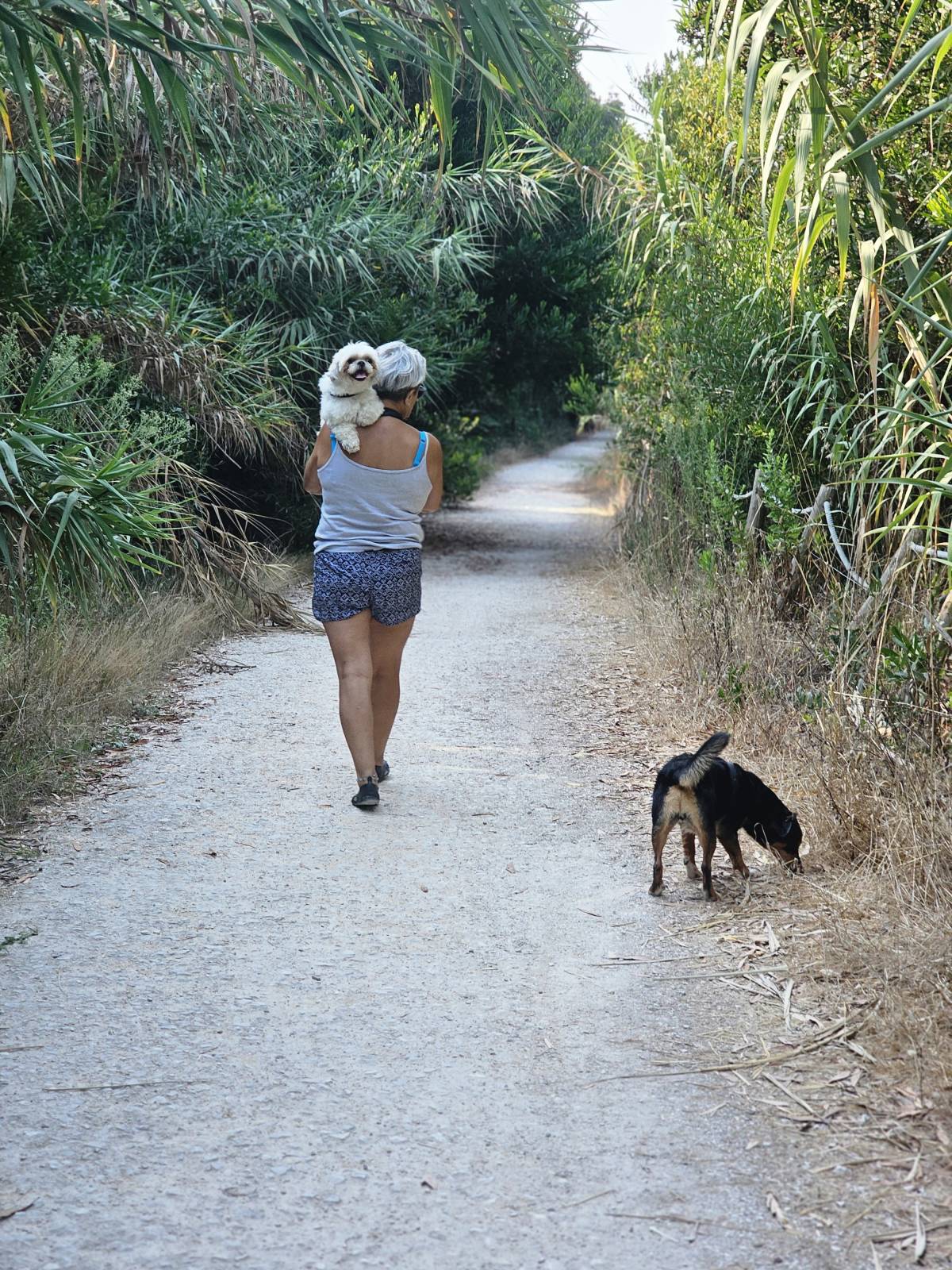 L Silva - Póvoa de Varzim - Cuidado y peluquería para mascotas