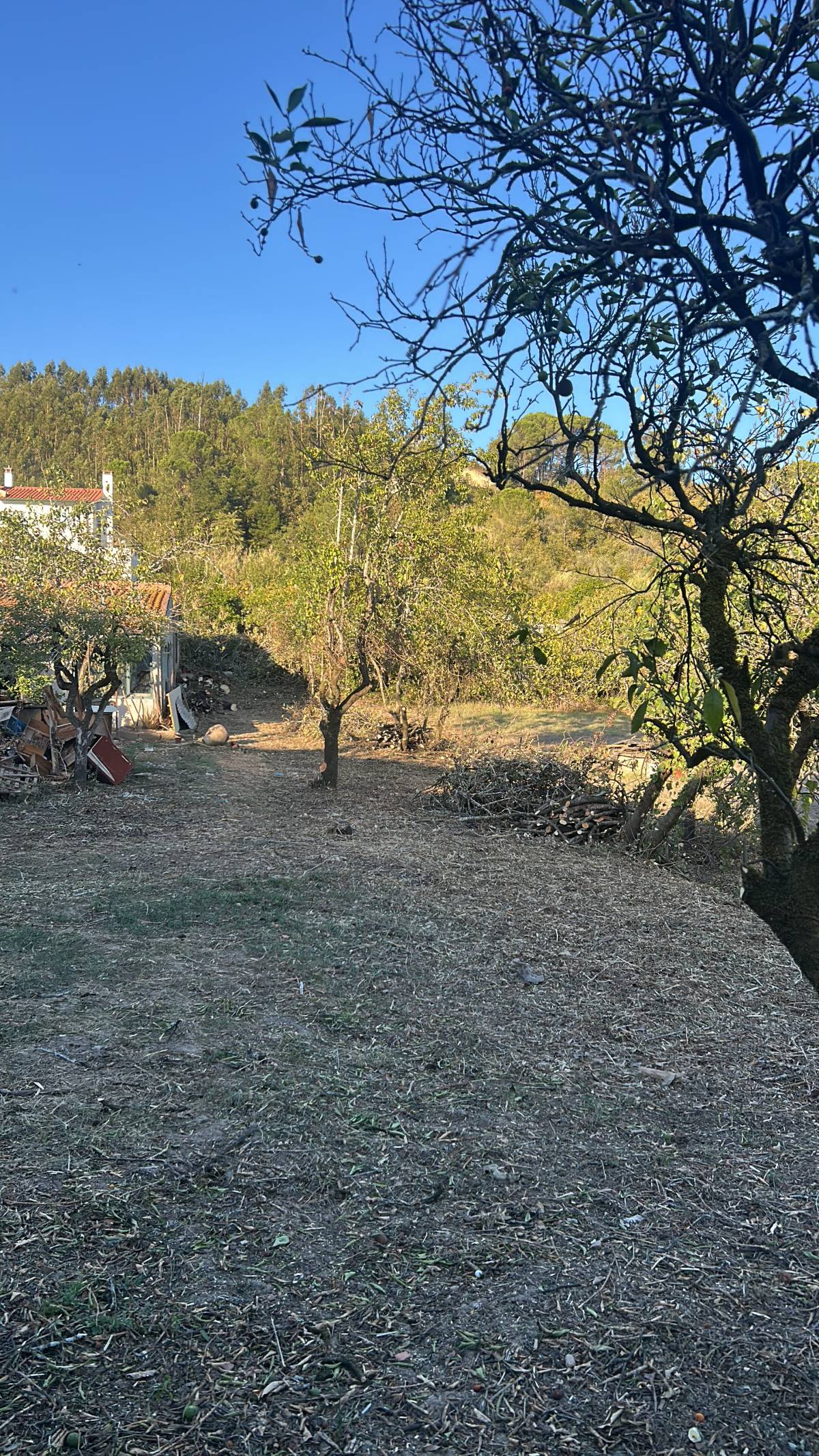 Forestwood - Montemor-o-Velho - Plantación de árboles