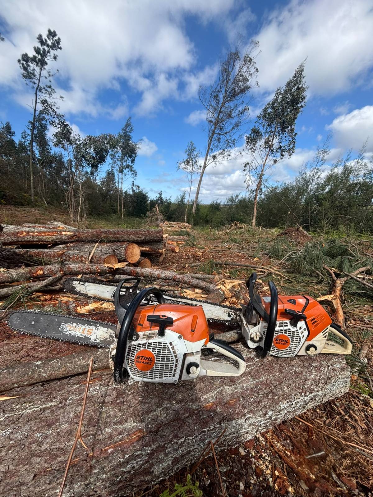 Forestwood - Montemor-o-Velho - Multiservicios de cuidados del césped