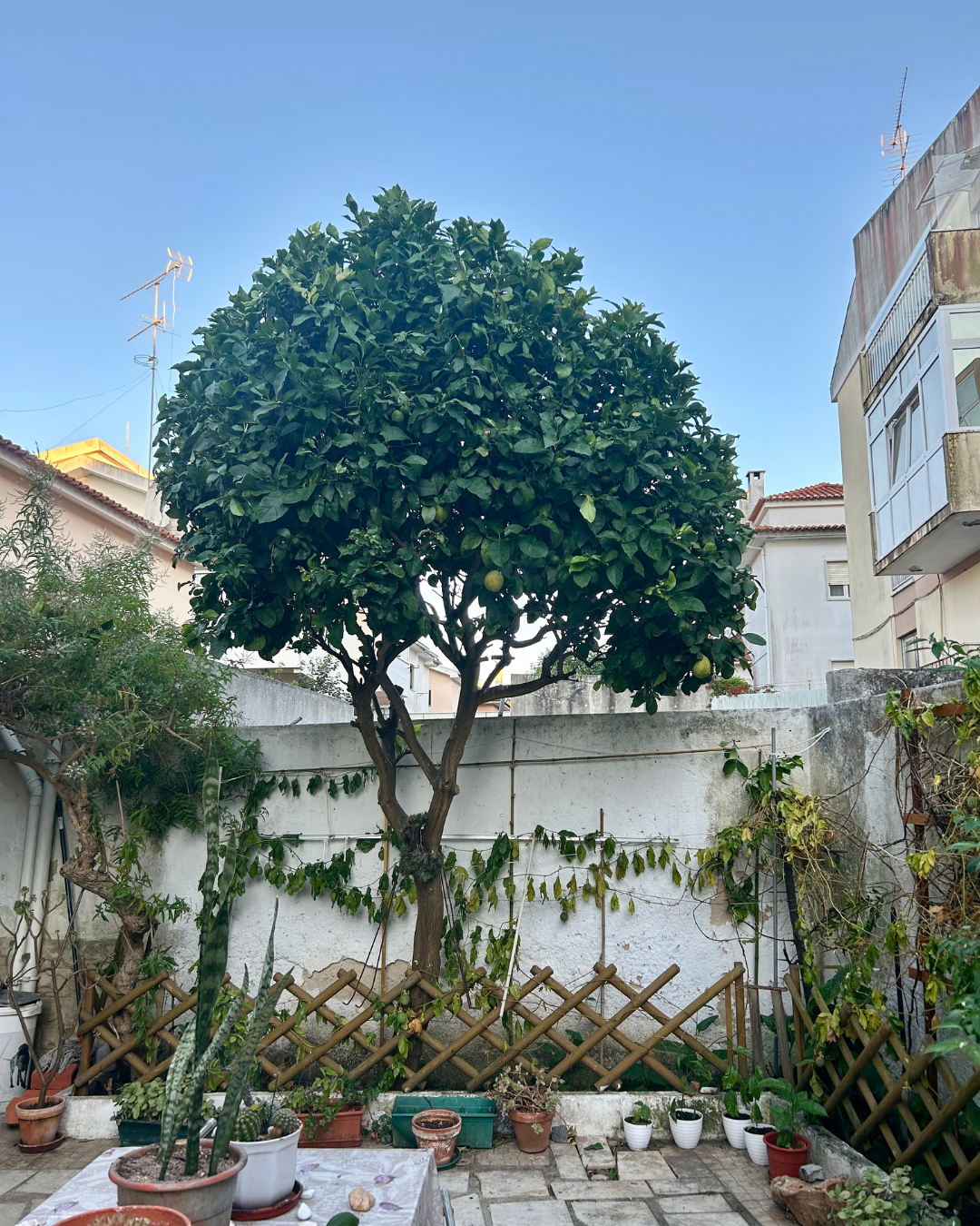 GN - Soluções - Cascais - Baumpflege