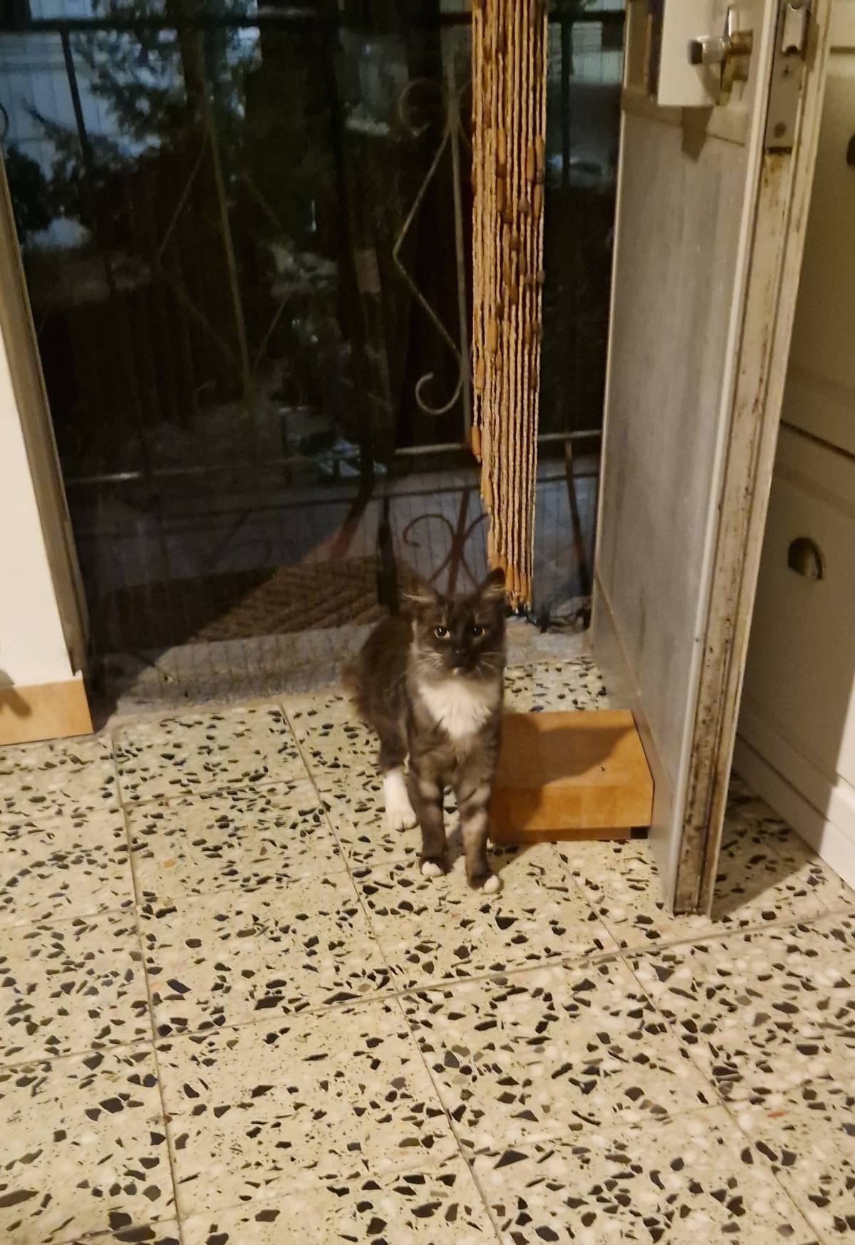 Pedro Nóbrega - Guarda - Pet Sitting
