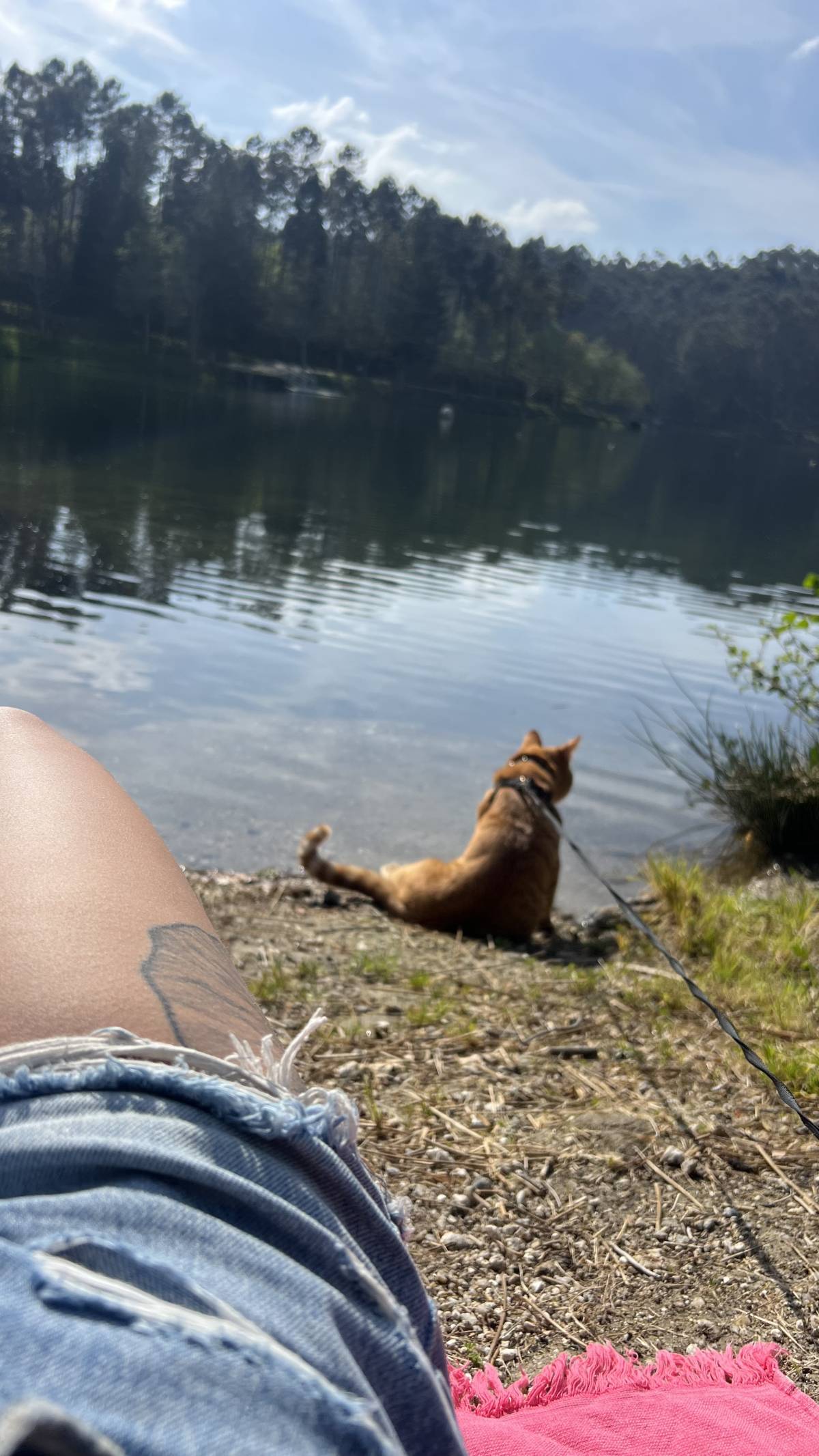 Sara Carvalho - Fafe - Paseador de perros