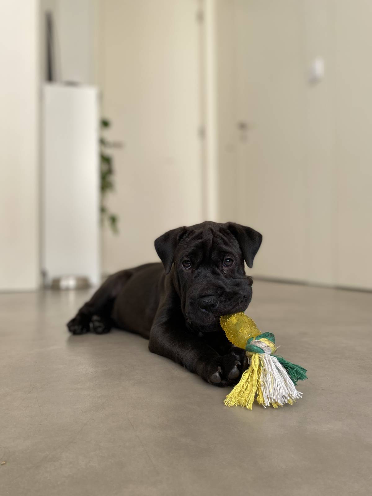 Adriana Carneiro - Guimarães - Pet Sitting