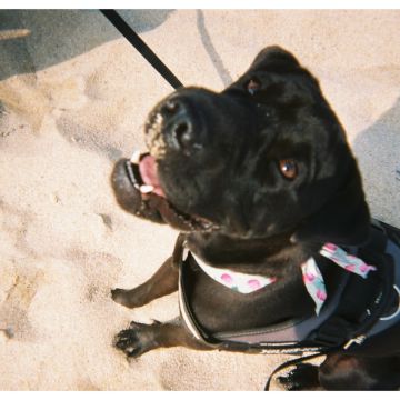 Adriana Carneiro - Guimarães - Hundeausführung