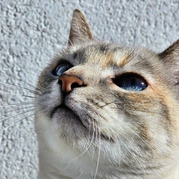 L Silva - Póvoa de Varzim - Cuidados y paseos de mascotas