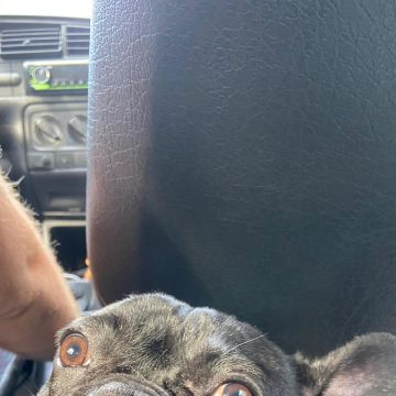 Filipa - Ovar - Cuidar tus perros