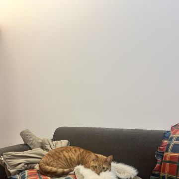 Beatriz Marques - Alcochete - Katzensitter