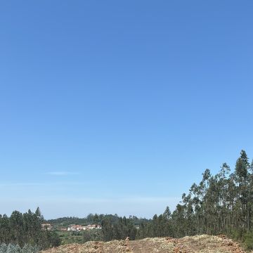 Forestwood - Montemor-o-Velho - Deshierbo
