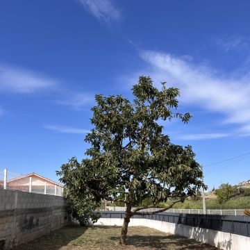 Forestwood - Montemor-o-Velho - Jardinería
