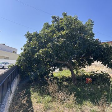Forestwood - Montemor-o-Velho - Poda y mantenimiento de árboles