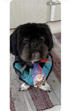 Hotel para Cães