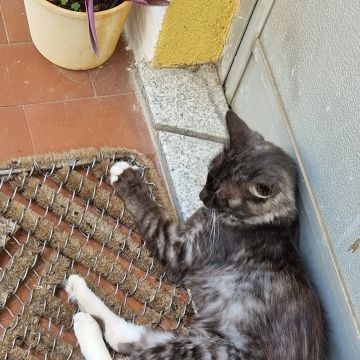 Pedro Nóbrega - Guarda - Pet Sitting e Pet Walking