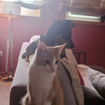 L Silva - Póvoa de Varzim - Cuidados y paseos de mascotas