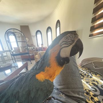 Nicole Pocinho - Coimbra - Hotel para Cães