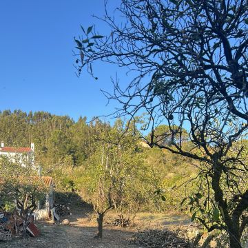 Forestwood - Montemor-o-Velho - Plantación de árboles