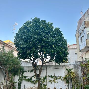 GN - Soluções - Cascais - Baumpflege