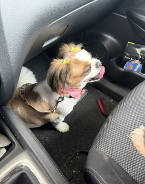 Hotel para Cães