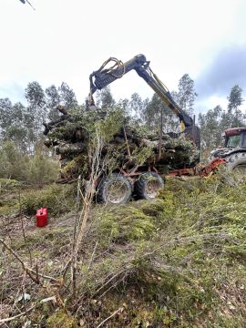 Forestwood - Montemor-o-Velho - Poda y mantenimiento de árboles