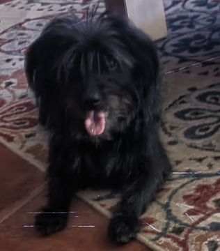 Hotel para Cães