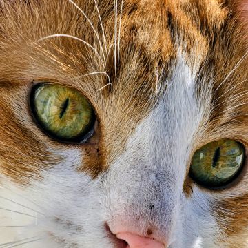 L Silva - Póvoa de Varzim - Cuidado y peluquería para mascotas