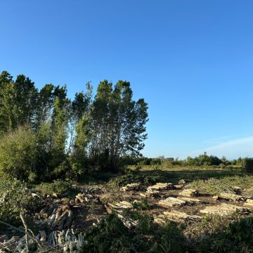 Forestwood - Montemor-o-Velho - Trituración y eliminación de tocones