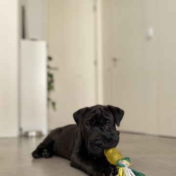 Adriana Carneiro - Guimarães - Pet Sitting
