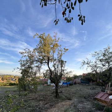 Forestwood - Montemor-o-Velho - Deshierbo