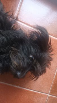 Hotel para Cães