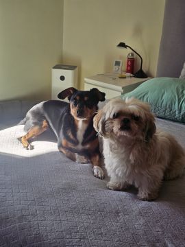 Hotel para Cães