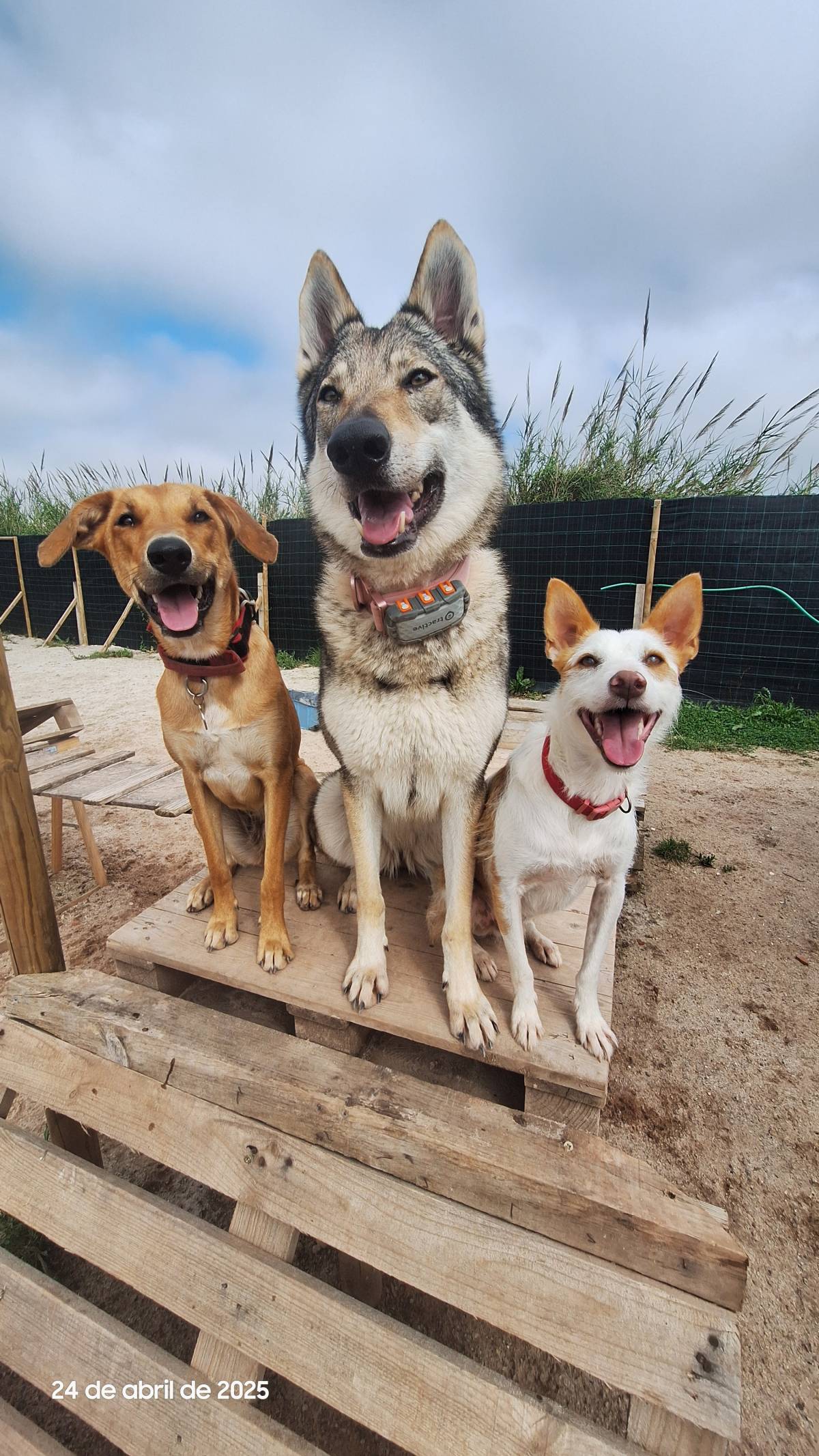 Joaosilva.dogtrainer - Caldas da Rainha - Pet Sitting e Pet Walking